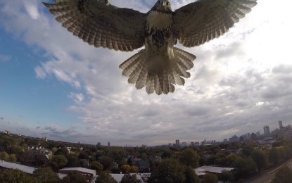 Duelo a vista de pájaro: Un halcón derriba un cuadricóptero en pleno vuelo