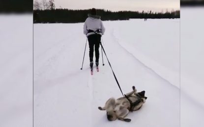 VIDEO: Un perro “desmotivado” causa furor en la Red