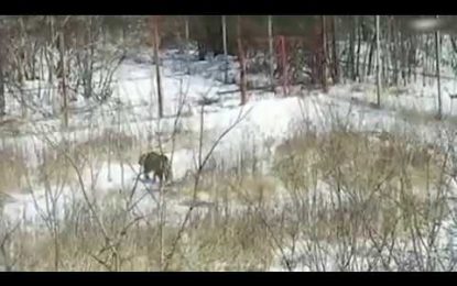 Una tigresa aterroriza una aldea rusa (VIDEO)