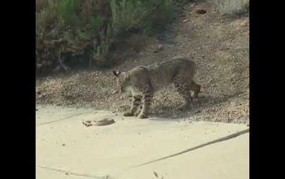 Lince vs. serpiente: ¿quien ganó el duelo mortal? (VIDEO)