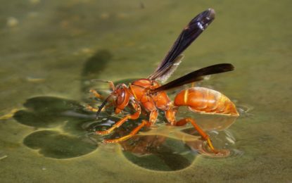 VIDEO: Una avispa fracasa en sus múltiples intentos de agarrar una gota de agua