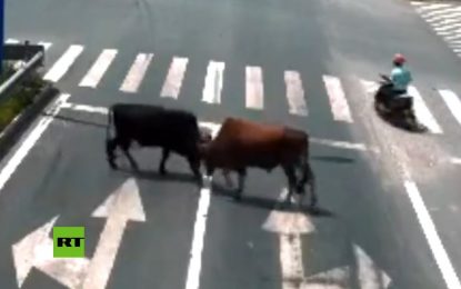 VIDEO: Una pelea de toros en medio de una autopista paraliza el tránsito en China